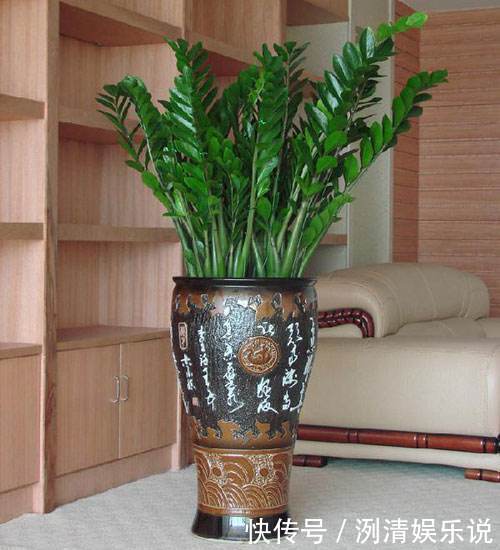 烂根|养金钱树发财树,平时多做1个“小动作”,烂根早知道、早预防