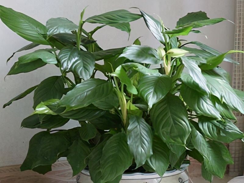 给家里选择“5种”耐荫花,养10年都翠绿、茂密,太省心了