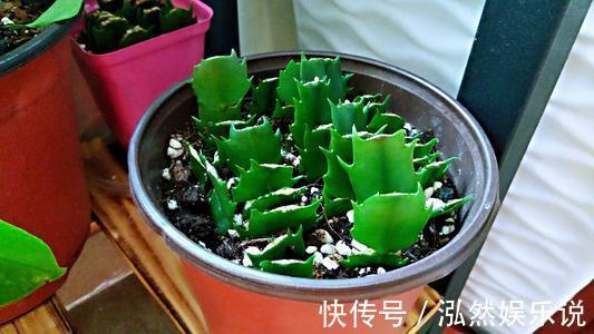 “夏必死”的4种花,现在赶紧扦插几盆,生根快成活率高