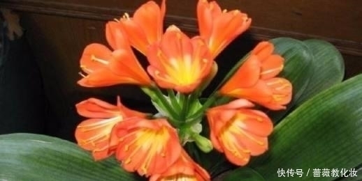 想让你的君子兰开花吗？很简单，只要这样做叶茂花艳都不是问题！