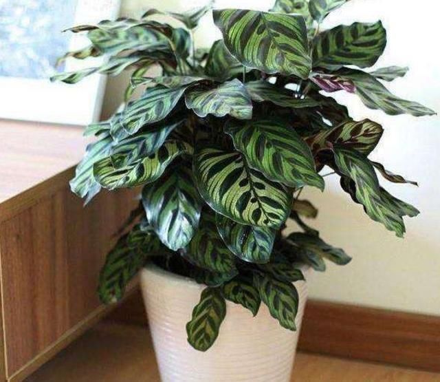 家里如果养这7种花,千万要记得少晒太阳它们喜阴