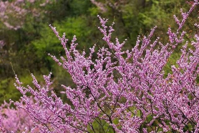 保康5万亩紫荆花开灿若霞