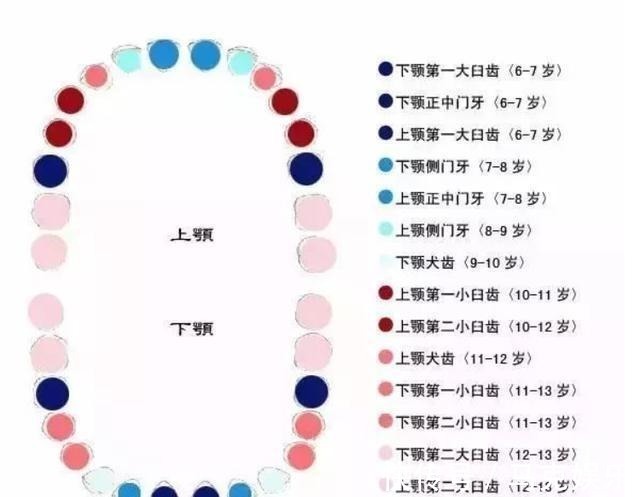 宝宝|孩子换牙时第一颗六龄牙很关键，你不能不收藏的宝宝换牙期宝典