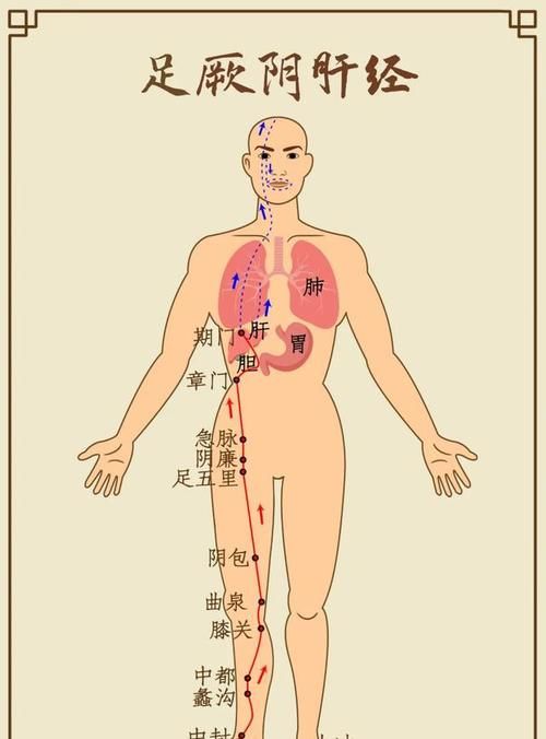 肝经|这个地方通了，大腿、肚子和背竟然都瘦了，脾胃也好了，不信试试