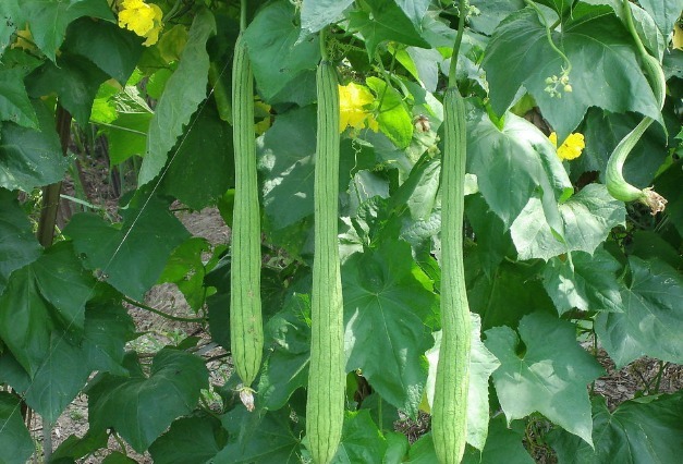 中老年人|女人要想皮肤好,不妨多吃四种食物,祛皱润肤,营养又健康!