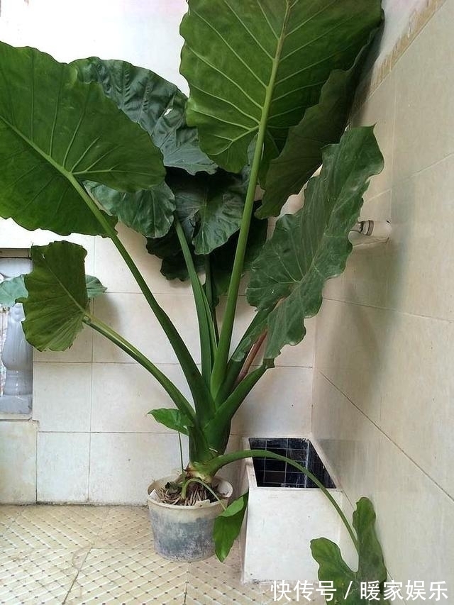 “这”几种花再喜欢也不要养,对“身体”不好,现在知道不晚