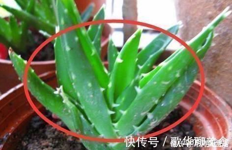 为什么有钱人家里都养这3种花听老师傅一说,才知作用这么大