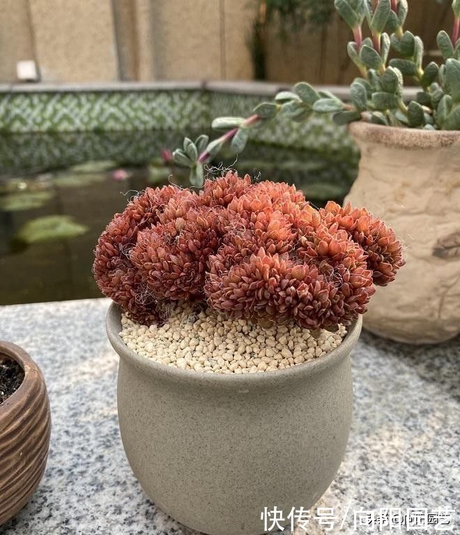 水性|全颗粒养多肉！可行吗？当然可行，透水性好，多肉不烂根