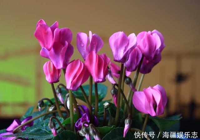 植株|这10种花夏天“晒不得”,一见强光就黄叶,赶紧搬回家