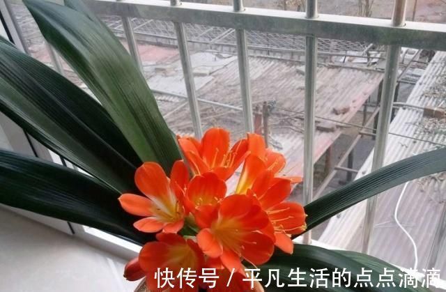 君子兰|这种“大补肥”,君子兰最爱吃了,半个月用1次,新芽抽不停
