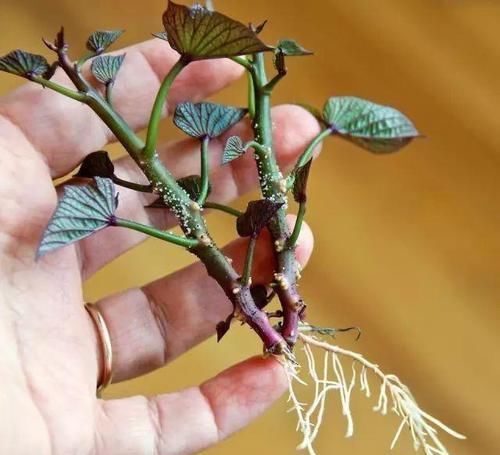 时间就能|一个芋头芽,埋在花盆里,10天长成大盆景,比龟背竹还漂亮