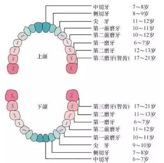 正畸科|牙齿三个 “关键期” ，千万别错过！否则毁掉孩子一口好牙