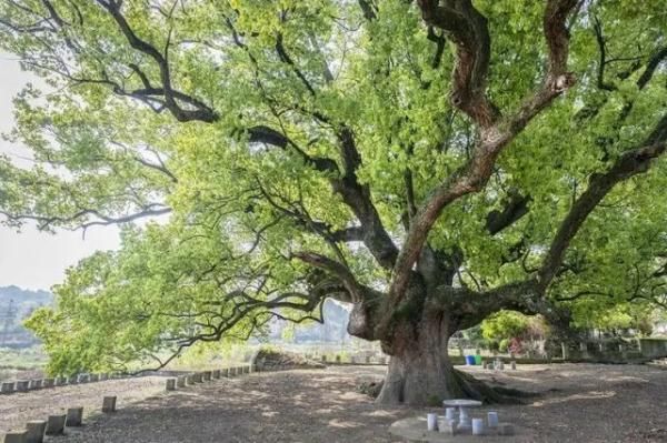 安陆市|不止三星堆，湖北这棵“神树”3000年了！