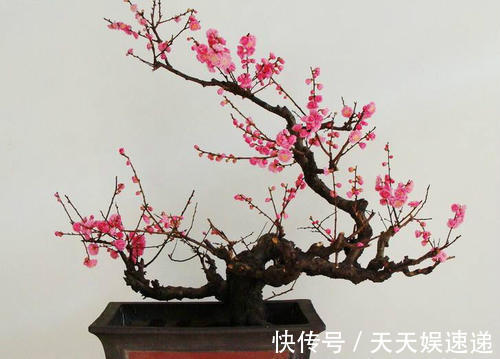 用过的油桶、鸡蛋壳别扔,用来养花,养1盆爆1盆,省钱又环保!