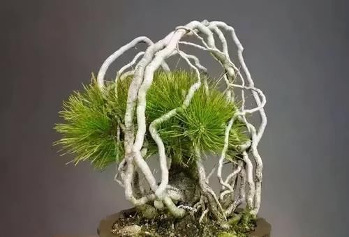  提根盆景的制作并不难，但做到了极致，以根代干，可以从头美到脚