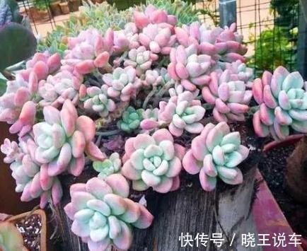 喜欢多肉洛神,天冷后这样养,出状态粉红粉红的,真美