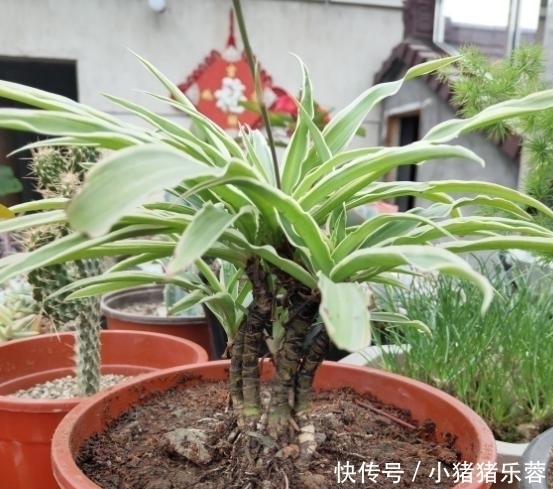 把吊兰养成“瀑布”,那是小意思,养成老桩盆景才是真本事