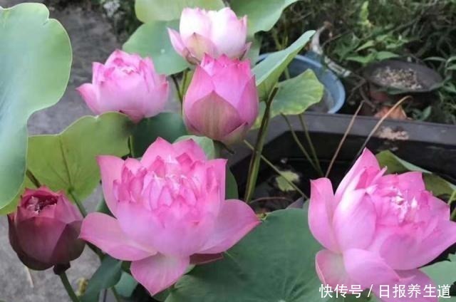 花卉|5种花,因有“独特用处”而被忽略颜值,其实养在家里开花特漂亮!