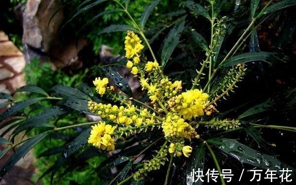 养花|这种“花”对人有“大功劳”,花朵一串串,是小感冒、痢疾大克星