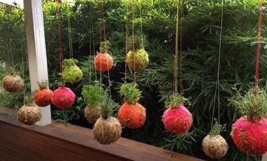 室内绿植种花不用盆，揉一个小球吊起来就让家里美翻