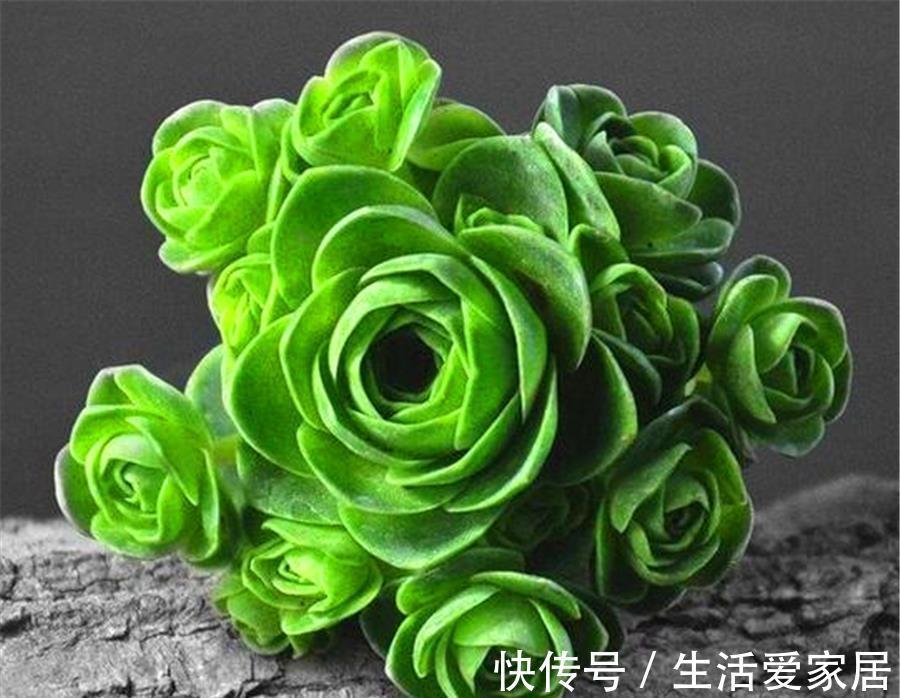 浇水|夏天最美多肉山地玫瑰,3个方法让它收拢包裹,精巧别致美丽动人