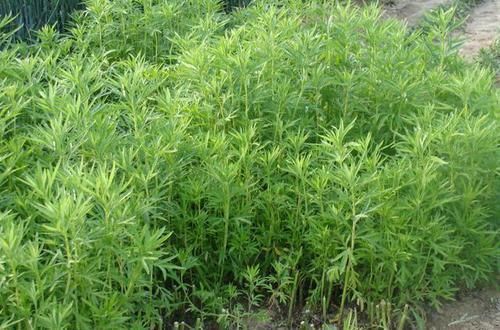 这种野草,吃了能抵7瓶牛奶,路边一丛丛,可惜都不认识