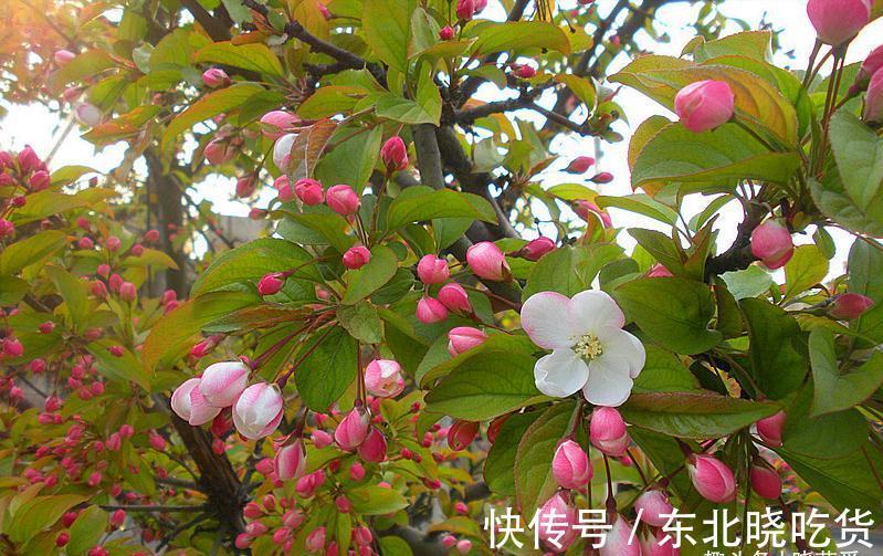 六种“长寿花”，越老越值钱，花开富贵，越养越精贵