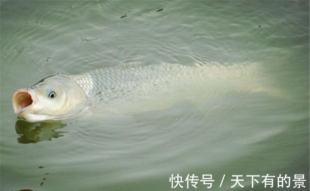 草鱼|夏季浮钓草鱼技术要点，别看是钓浮，打窝可是打底窝的
