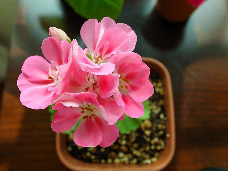 花卉|常见的4种花，再便宜也不要买，摘几片叶子，就能轻松养出一大盆