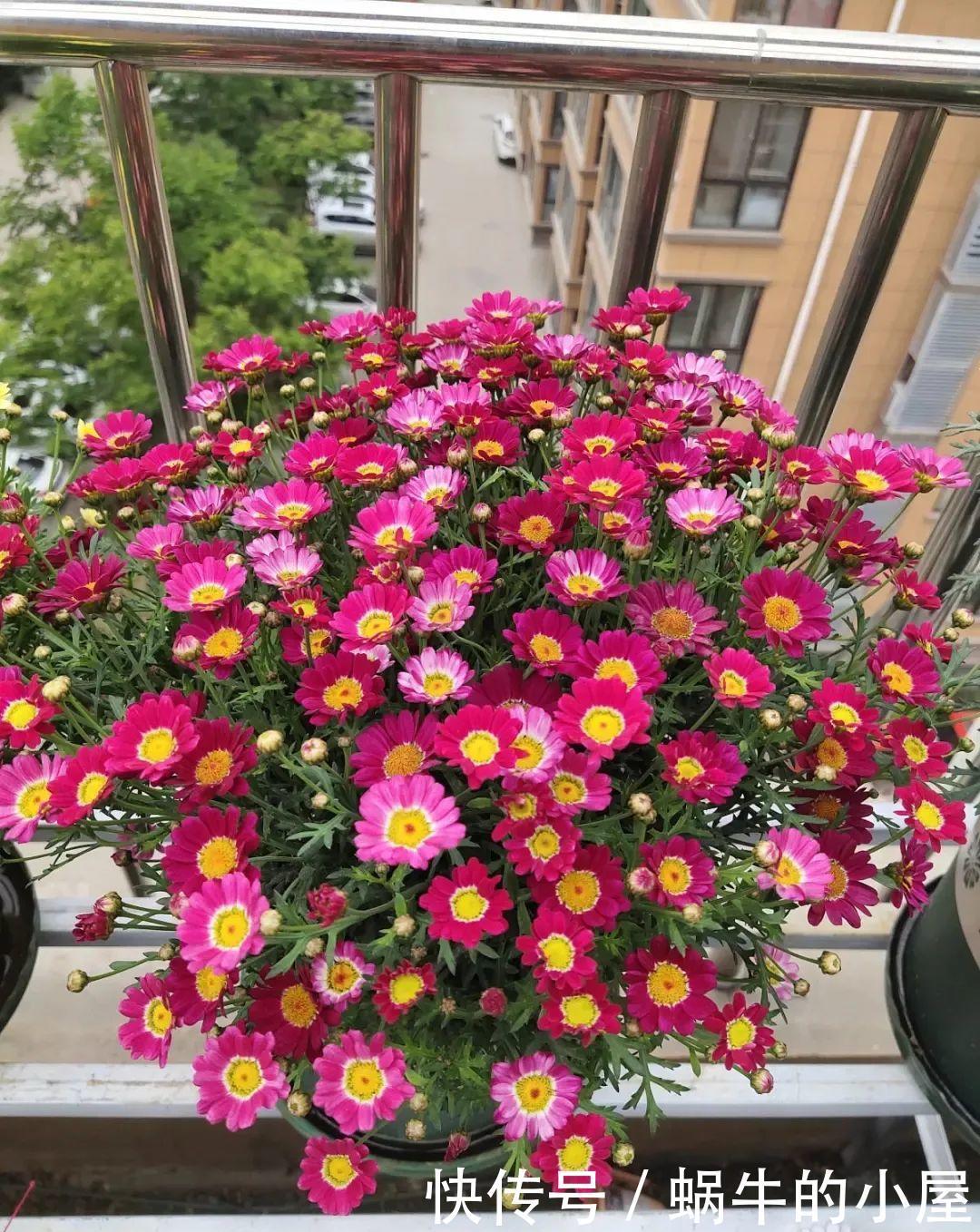 玛格丽特特容易爆盆,开花多得看不见叶,能开9个月