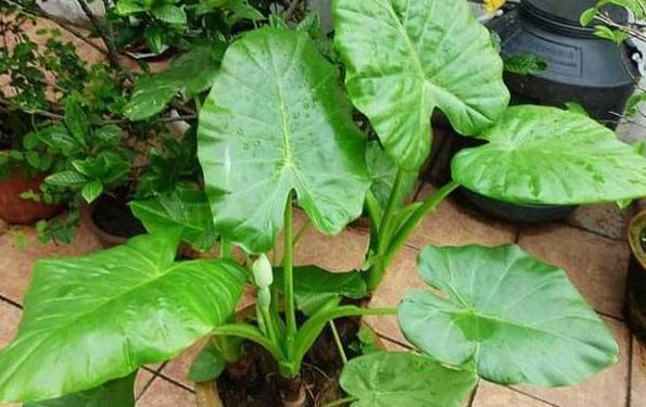 盆栽养花小技巧碰到难题别退缩,学会4招就可轻松解决掉