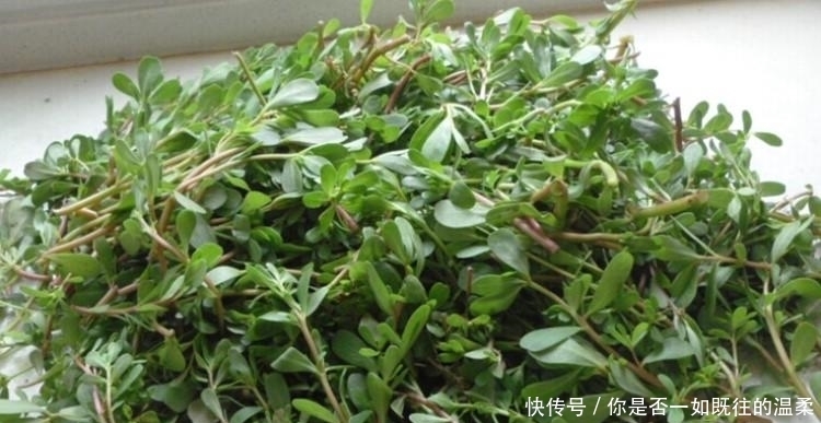 妙用马齿苋做出的美食,赶快试试吧!