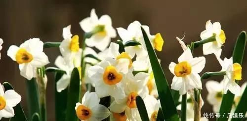 严禁入室的花,看完吓一跳你家里有木有