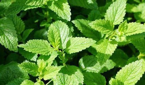 爷爷每日用薄荷叶熬水喝，坚持15天后，牙齿发生了以下的变化