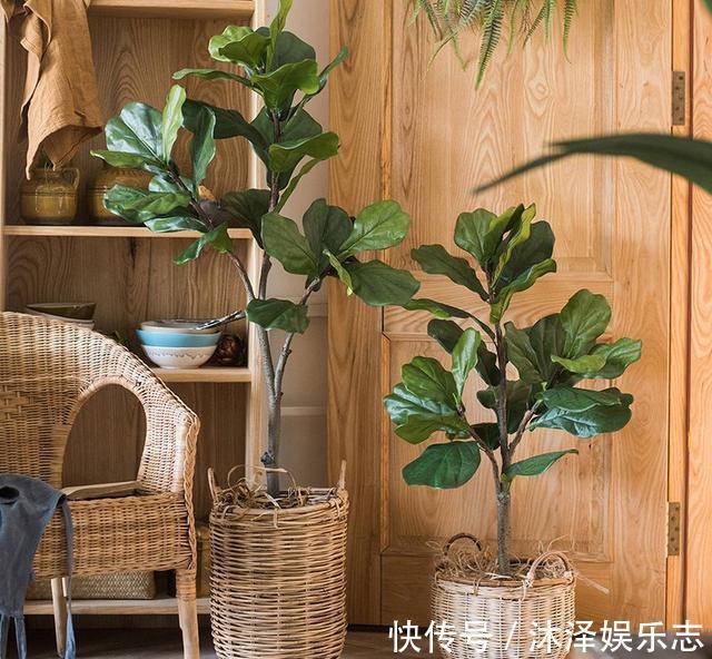 无花果|路边遇到4种花,别放过,掰个枝子长一盆!观叶赏花又好吃