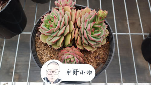 多肉叶片干瘪发软，不是缺水还有这3种原因，你都知道吗？