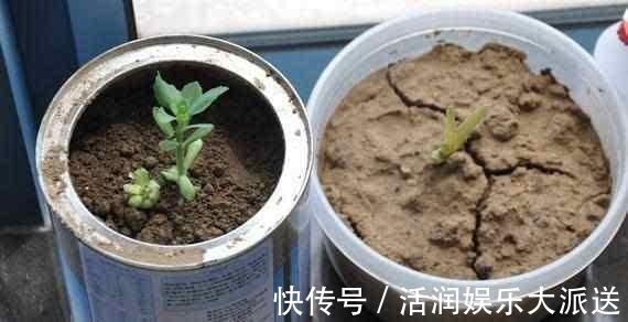 养花土壤“开裂”,盆底垫点“松针”,透气养分高,几天就恢复!