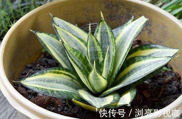 移栽|繁殖虎皮兰,用这“2种方法”扦插,20天冒白根,一盆养出好几盆
