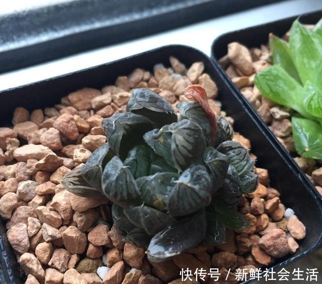 玉露养得“晶莹剔透”,都是“闷养”的好处,一盆比一盆颜值高!