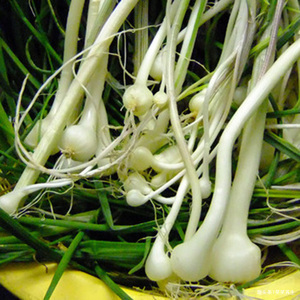 采挖|春来野菜香,好吃又养生,下面4种有毒,采挖时需注意,不要误食