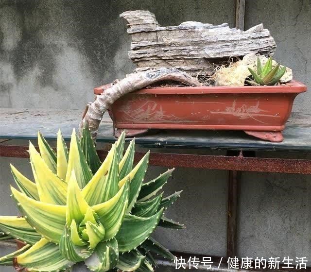 胶质|芦荟不值钱,养成“老桩”很稀罕,叶子胶质多,越老越值钱!