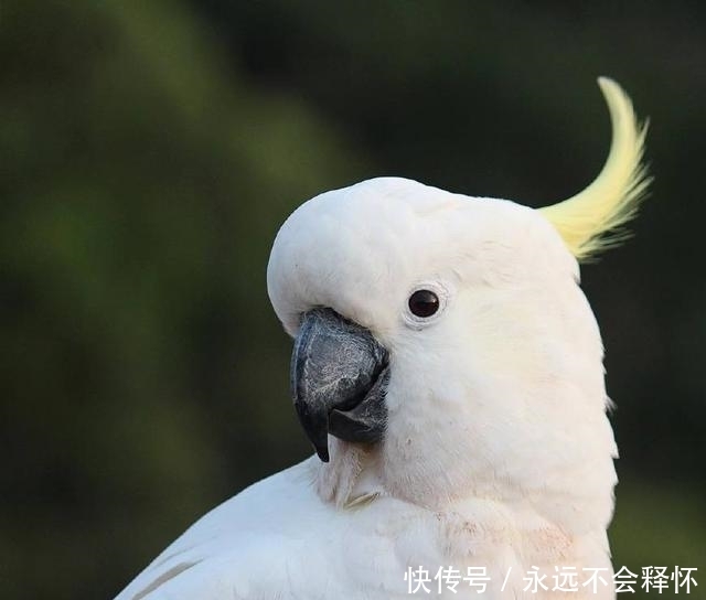 葵花鹦鹉多少钱一只 葵花鹦鹉多少钱一只