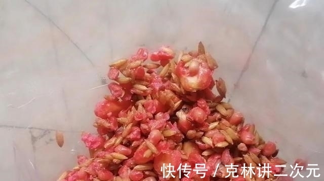 饵料|酒米打窝能诱鲤鱼吗？喜欢钓鲤鱼的注意，窝料可别选错了！