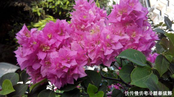 三角梅这些品种最勤花，一年四季开不停，花多得不见叶！