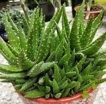 芦荟爆盆法,点中4个“养护穴”,叶片杠杠厚,爆满“肥崽子”