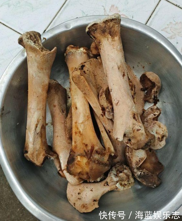 养花|家里3种垃圾“不要丢”用来养花,透气营养长得旺,养啥都爆盆