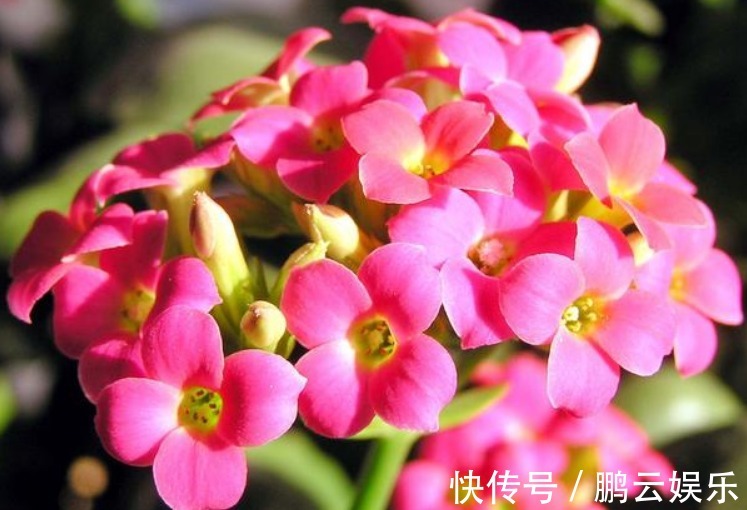 长寿花“浇水”窍门记住3个“关键”，不黄叶不烂根，花开不断