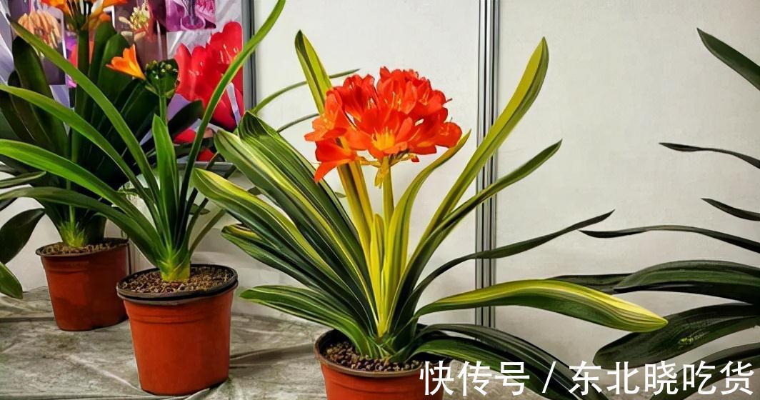 人养花,花亦养人,能促进“睡眠”的9种花,卧室再小也要养