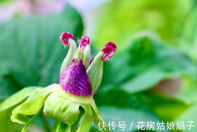 都知道牡丹是“花王”,却不一定知道谁是“花相”?值得了解一下