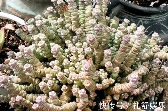 多肉植物|养多肉用1种“溶液”,再也不徒长,叶片长得肥又厚,疯长到爆盆